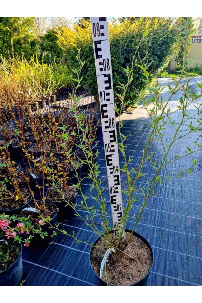 Керія японська Пленіфлора - 3л/вис.40-50см/Ø45-55см